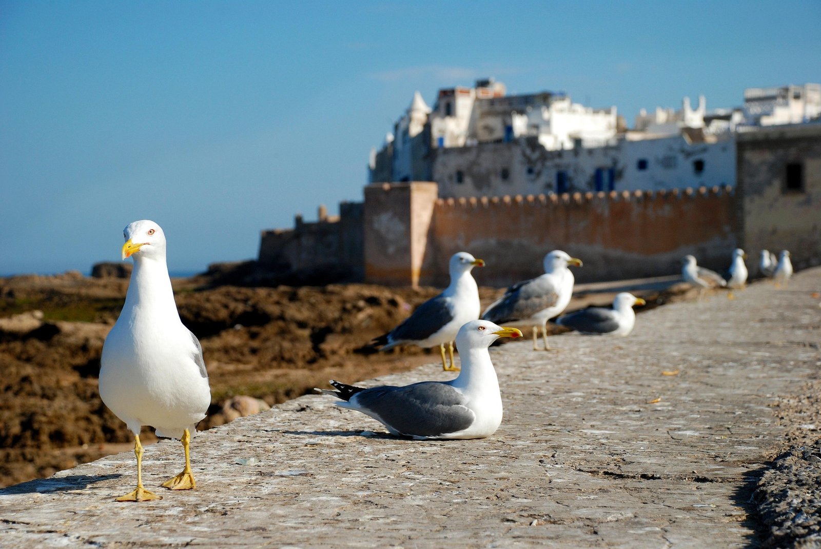 Essaouira 1953633 1920